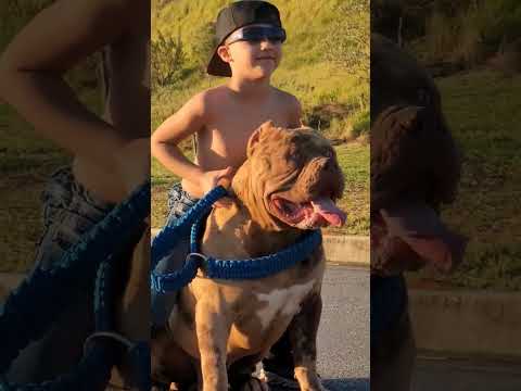 A duplinha apocalíptica aí kkkk 🔥🦍📽📸 #pitbull #hulkpitbull #pitmonster #canilwrbbulls #pitbulls