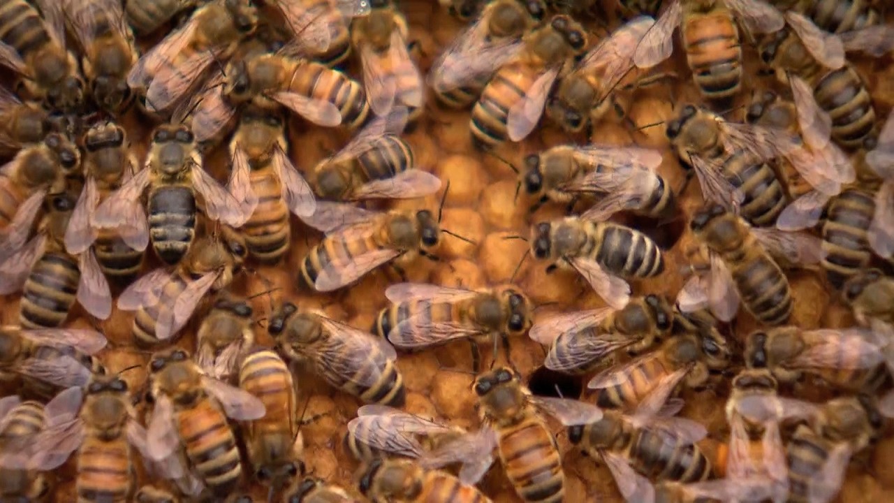 Why honey bees are vital to Nova Scotia's agriculture (Land & Sea)