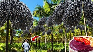 THE INCREDIBLE LARGEST AND MOST MODERN AÇAÍ FARM IN BRAZIL AND THE WORLD