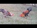Chicken Fight For Food And Ladies