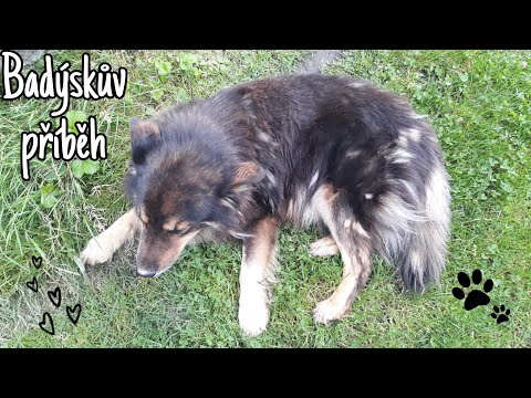Pomohli jste se záchranou nemocného Badýska