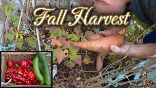 Fall Harvest 🍂 What’s Still Growing Before the First Frost 🍂 End of Season Harvest