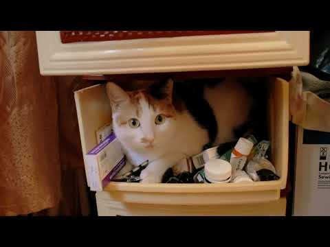 Whatever happens cats always know what to doFunny Cat