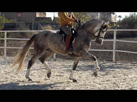 **SOLD** Advanced Andalusian PRE Gelding 2017 - 1,60 m | #MP388