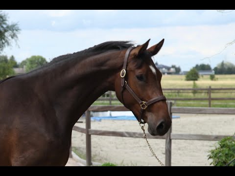 3 jähr. Holsteiner Stute vonCrack x Nekton x Carthago