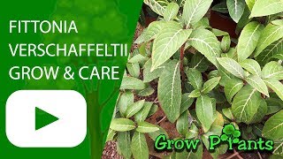 Fittonia verschaffeltii - grow and care
