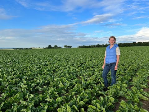 Feldexkursion 217: Zuckerrübenblätter gesund erhalten - N.U. Agrar GmbH, 08.06.2022