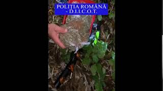 VIDEO FOTO Captură record de droguri – Aproape 150 de kilograme de canabis găsite la percheziții 2 video