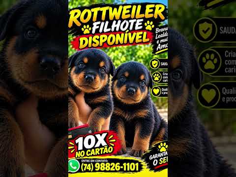 remanso bahia  compra o  seu cachorro 🐕