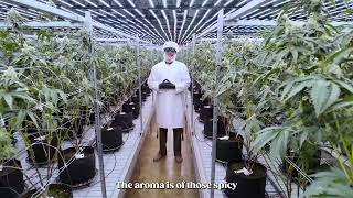Introducing Roll One's Iron Lion | Seed Origins from Trulieve