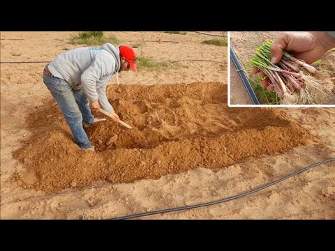 , title : 'طريقة زراعة البصل & تعلم زراعة شتلات البصل بطريقة سهلة وبسيطة 🧅'