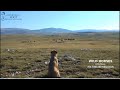 Wild Horses Unusual Mating Behaviour