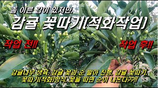감귤 꽃따기(적화) : 감귤꽃생육, 적화방법, 꽃을 따 주면 순이 나온다고??