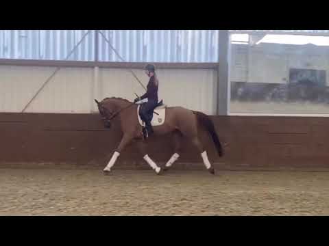 Reiterhof Dannenbring Stute Morricone