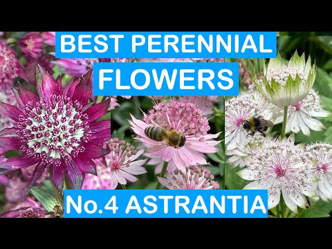 BEST PERENNIAL FLOWERS No.4: ASTRANTIA - EASY TO GROW; MONTHS OF COLOUR; HARDY PERENNIALS