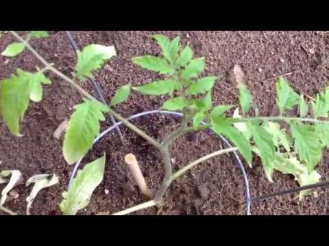 , title : 'Why are my Tomato Leaves Turning White after Transplanting: Update