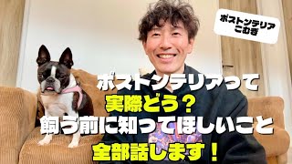 ボストンテリアって実際どう？飼う前に知ってほしいこと全部話します！ 【ボストンテリア】こむぎ