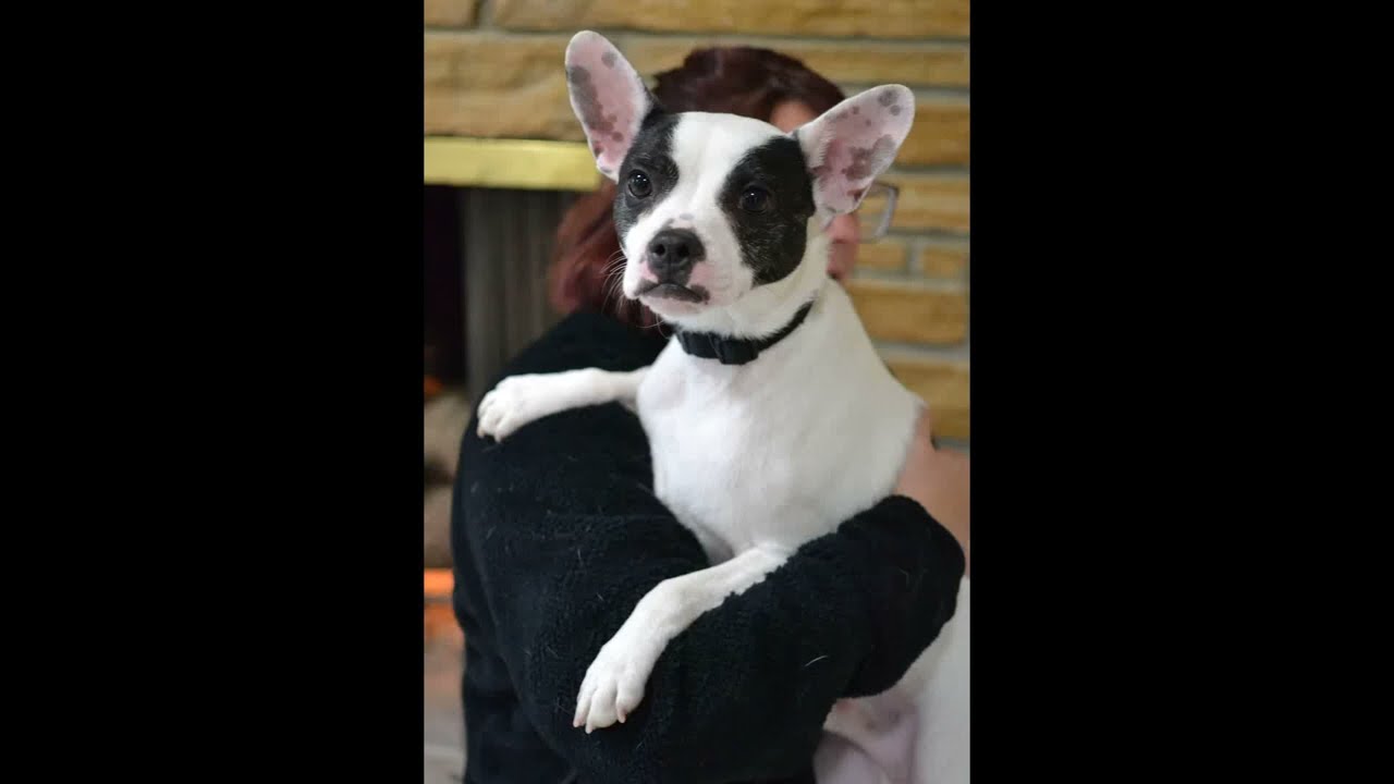 Enlarge Bingo, a ADOPTABLE mixed breed in White Plains, NY video 5/5