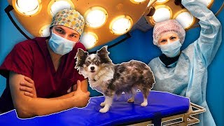 ЧТО ВНУТРИ ВЕТКЛИНИКИ? МОЯ СОБАКА НА УЗИ! ОПЕРАЦИОННАЯ И ОСМОТР У ВЕТЕРИНАРА