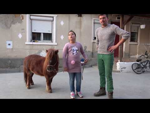 Poneiul lui Lore de la Mediesu Aurit, Satu Mare - 2019 Nou!!!