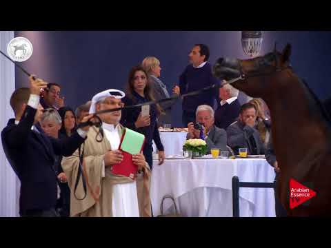 N.51 INTISAR SAIF ELDINE - SEWC 2017 - Colts (Class 4B)