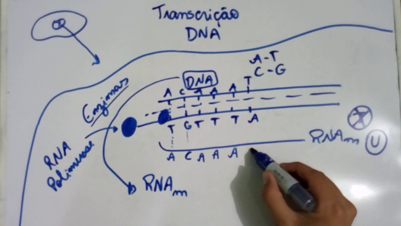 Transcrição do DNA - Explicação Detalhada