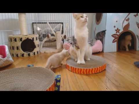 Classical Kittens - Yakety Sax Kittens