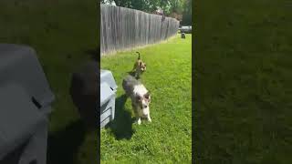 Video preview image #1 American Pit Bull Terrier-Unknown Mix Puppy For Sale in Germantown, OH, USA