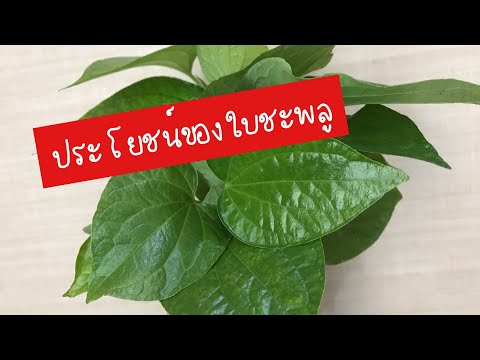 ประโยชน์ใบชะพลู | ประโยชน์ของใบชะพลู | สรรพคุณใบชะพลู | ใบชะพลู | สุขกับการกิน | ชะพลู