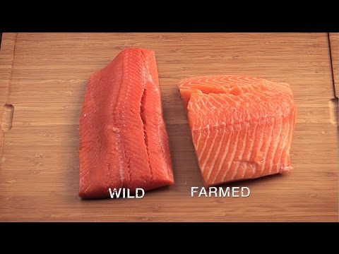 The Problem with Farmed Salmon |  Seattle Video Production