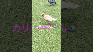 白でもグレーでもない…カリスマ鳩くん#癒し #動物 #鳥#不思議#生物#ほっこり