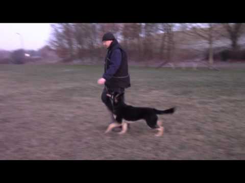 Corby Greymary - obedience 20.12.2016