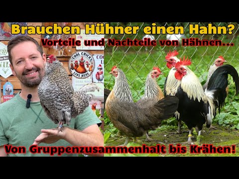 Do chickens need a rooster? Advantages and disadvantages of roosters in a flock! HAPPY CHICKEN E341