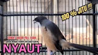 Download lagu cendet gacor AMPUH full BONGKAR MATERI,, PANCINGAN CENDET AGAR BUNYI bikin BURUNG PENTET GACOR NYAUT mp3