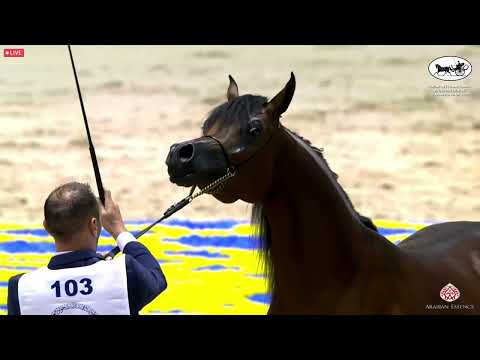 N 103 MUNEER KH   Dubai International Arabian Horse Championship 2022   Colts 2 years old Class 10