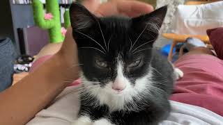 ゴロゴロは止まらない: Cannot stop purring