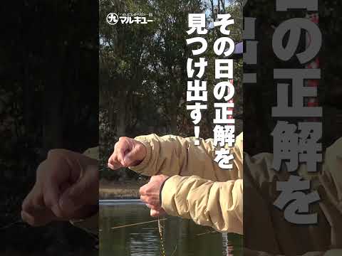 第167回釣技最前線 #Shorts #マルキユー　#セットガン　#セット