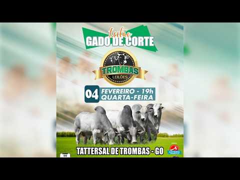 LEILÃO DE GADO DE CORTE TROMBAS LEILÕES - TROMBAS GOIAS 03/ 02/ 2026