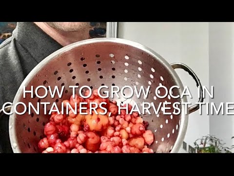 Harvesting Oca / Yams Grown In Containers