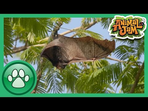 Wild Explorers - 3 Bat Facts!