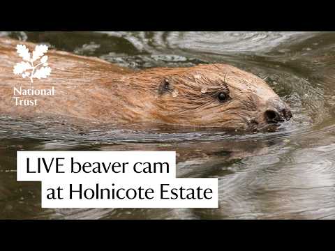 Holnicote beaver lodge live cam