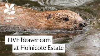 Beaver Lodge – LIVE from National Trust Holnicote Estate live webcam