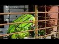 Amazing Parrot! David Garrett music makes him cry!