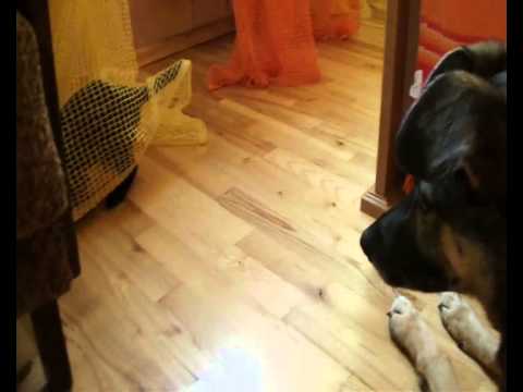 Kipšiukas ir Britė