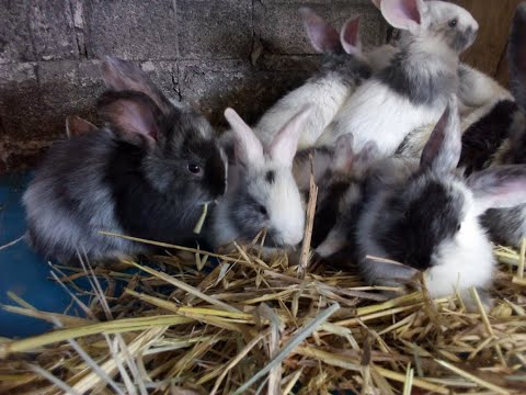 CONEJOS GIGANTE ARLEQUIN