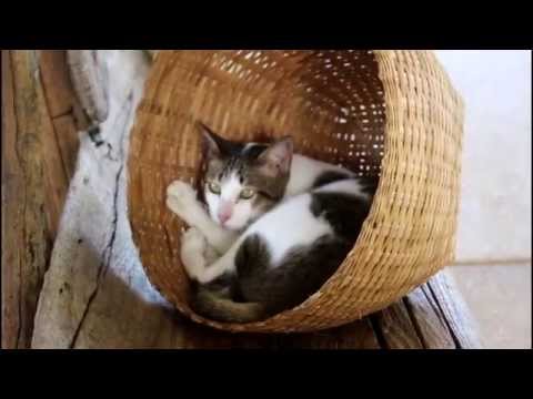 Santisook Cat Shelter Chiang Mai, Thailand