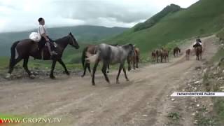 Сотни семей заявили о своем желании переехать в Галанчожский район