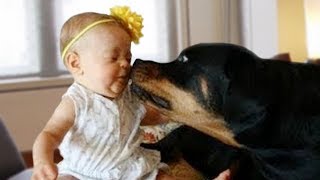 Rottweiler Protects Baby Compilation