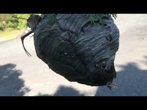 Bald-Faced Hornets Hate the Cold in Rumson, NJ