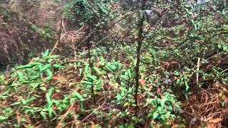 Creating low cost Whitetail forage and cover with honeysuckle - Phillips Outdoors Inc.